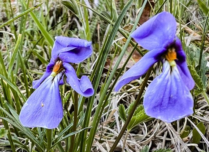 Bird’s-foot violets