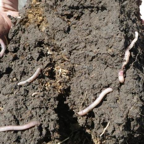 Integrating soil with livestock