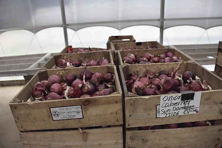 Crates of oniions