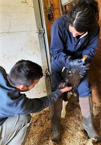 Tube-feeding a calf