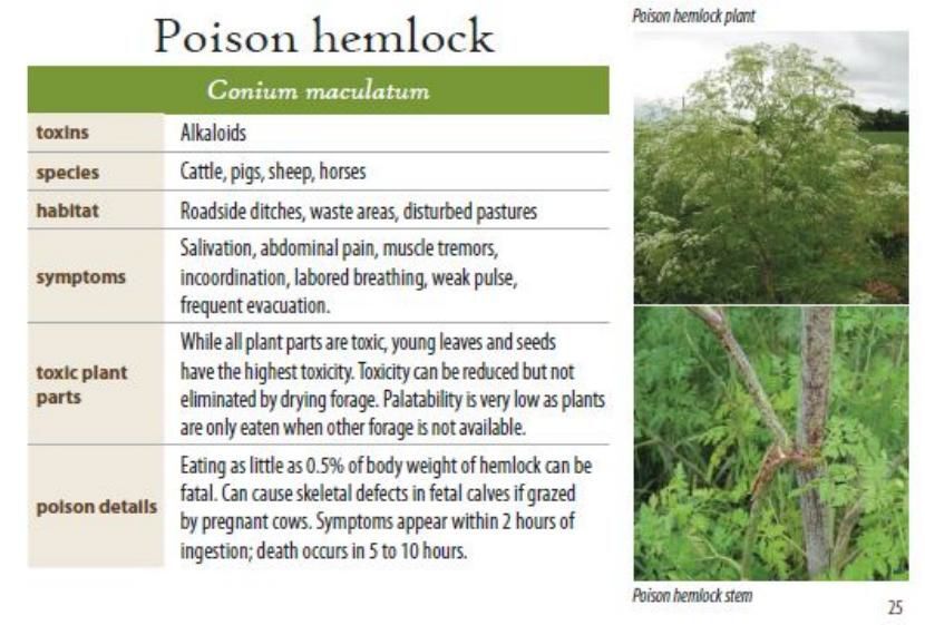 Poison hemlock