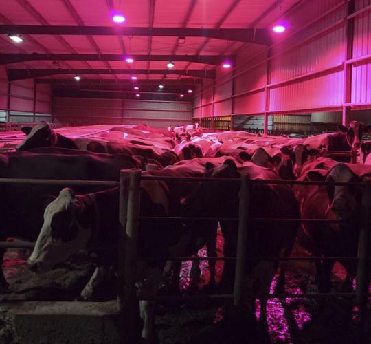 Cows in holding area