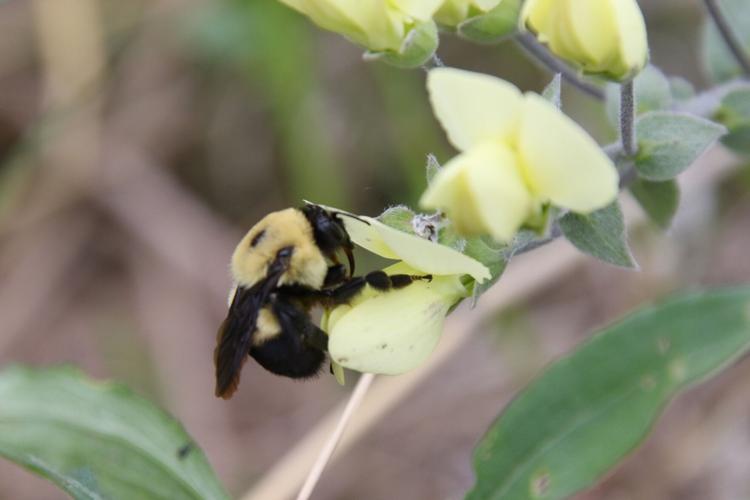 Bee