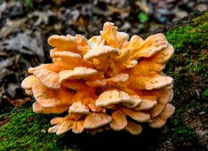 Full fall forecasts pleasure