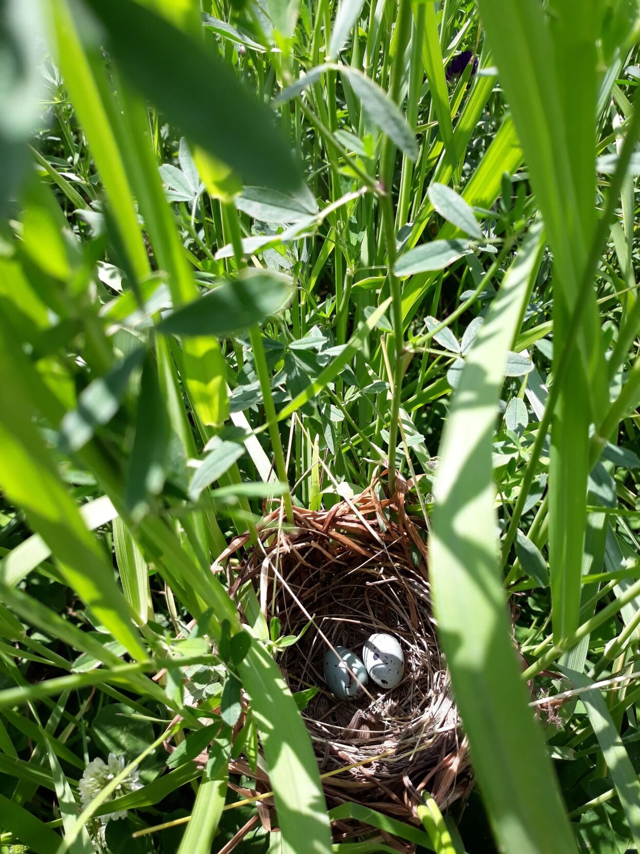 Bird nest in field