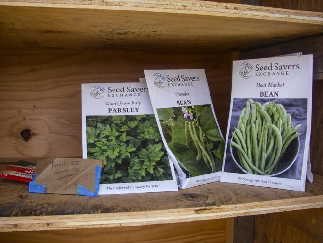 Seeds