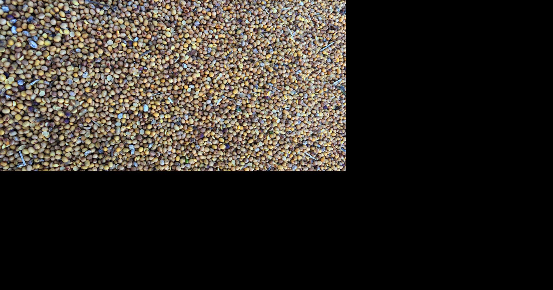 Soybean-quality problems multiply