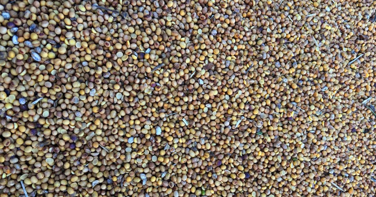 Multiplication Problem Puzzle Soybean-quality problems multiply