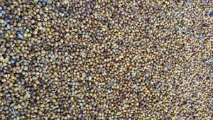 Soybean-quality problems multiply