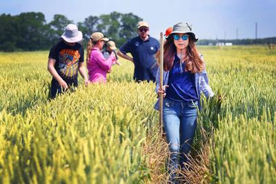 Illinois Wheat Association's Wheat Plot Tour