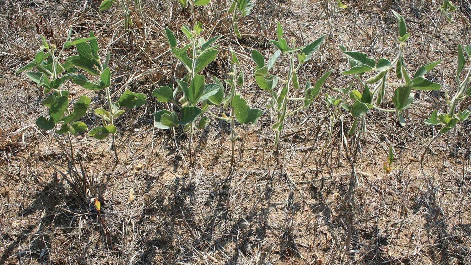 Drought not breaking in the Midwest