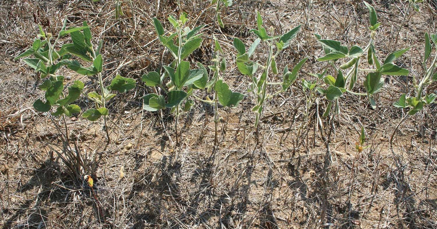 Drought not breaking in the Midwest - Vimarsana News
