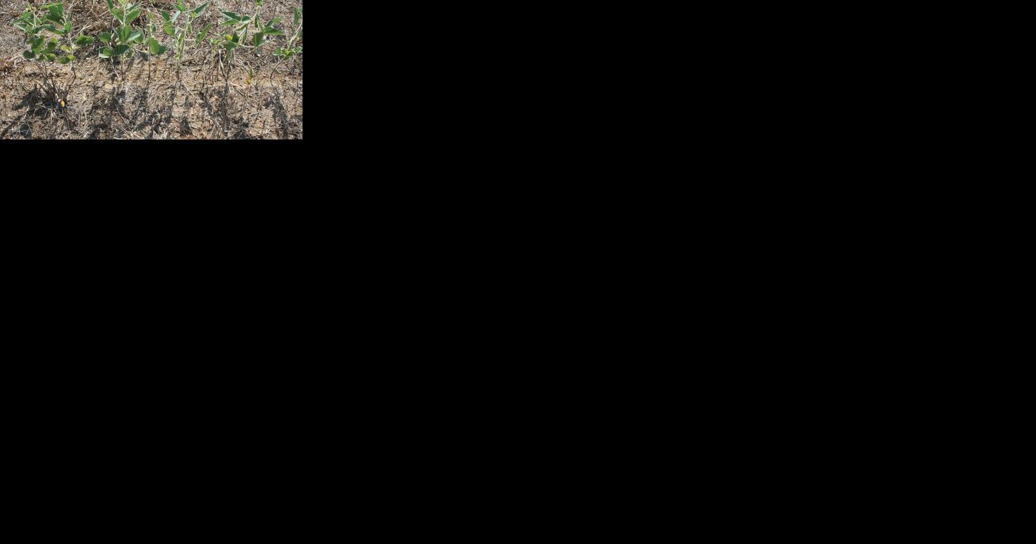 Drought not breaking in the Midwest - Vimarsana News
