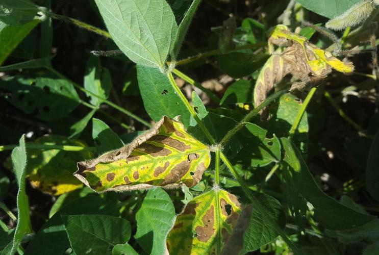 Closeup of sudden death syndrome