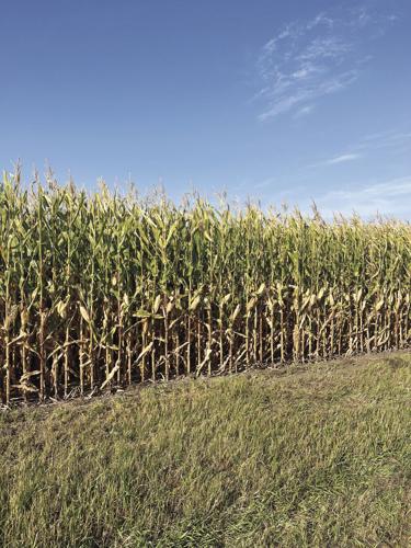 CW Stange (2) worked.jpg