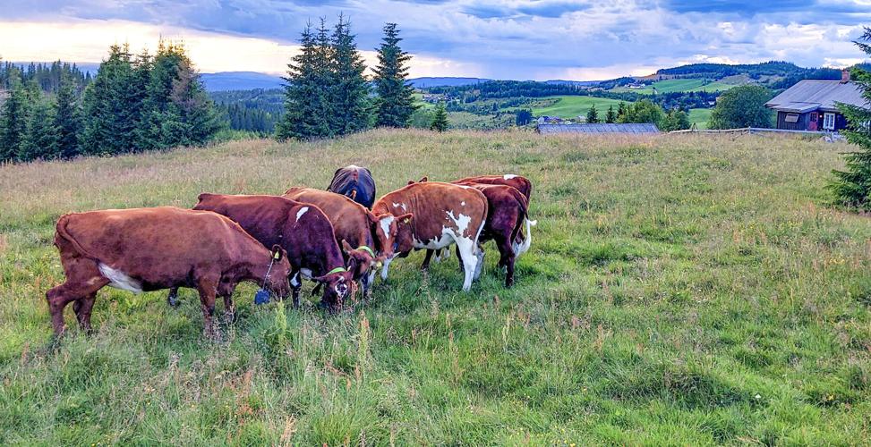 Dairy cows on pasture
