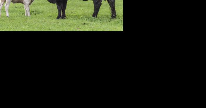 Mother-calf bonding essential - Vimarsana News