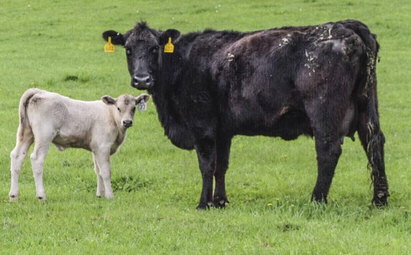 Cow-calf pair