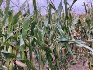 Corn developing