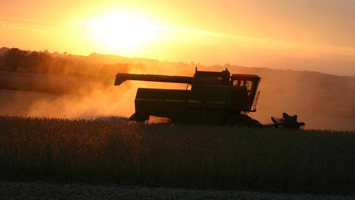 Harvest at sunset