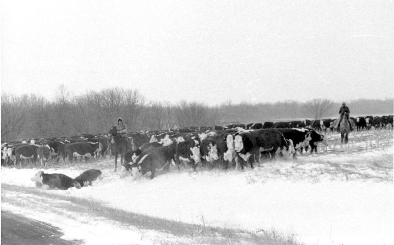 History cattle herding