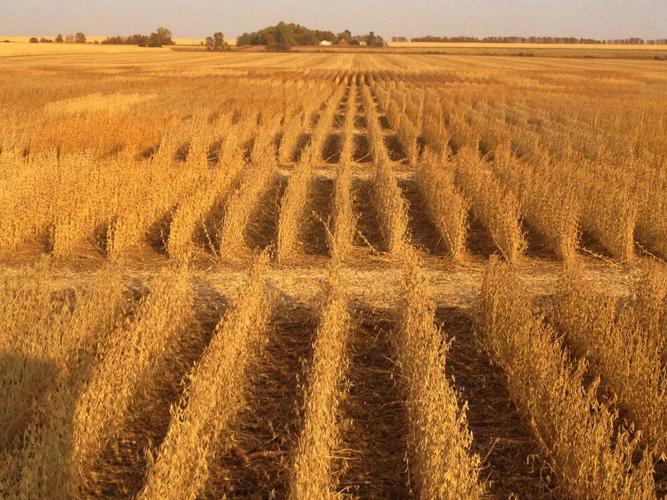 Soybean fields ready for harvest