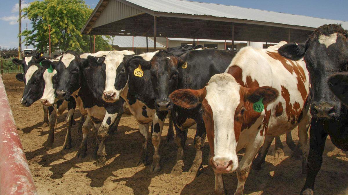 Dairy cows