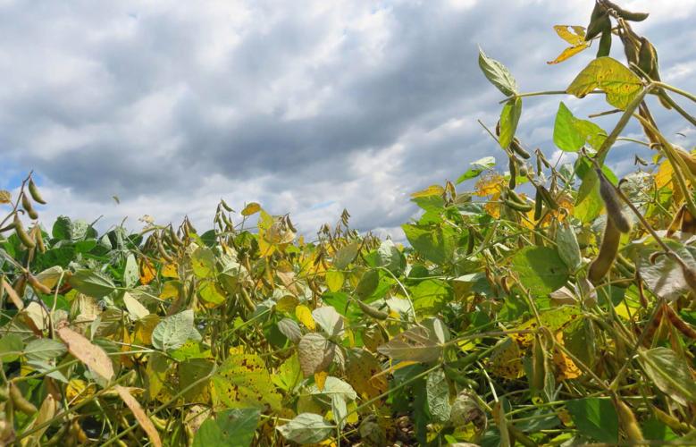 Soybean field