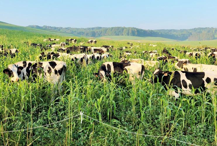 Holstein heifers graze