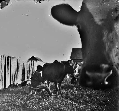 A man sits on a stool and milks a cow outdoors