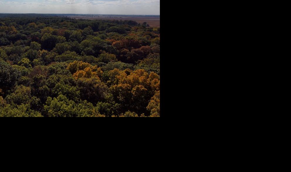 natural forest canopy in Indiana