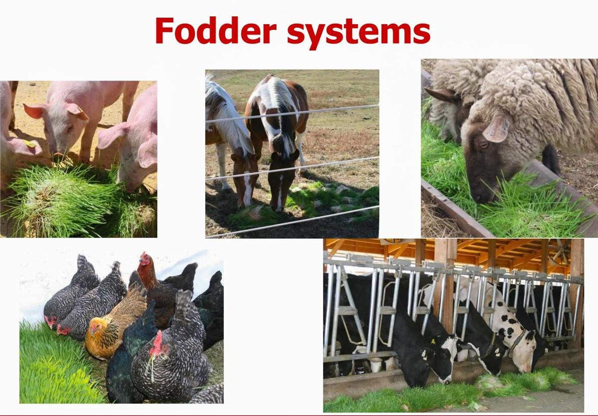 Fodder systems