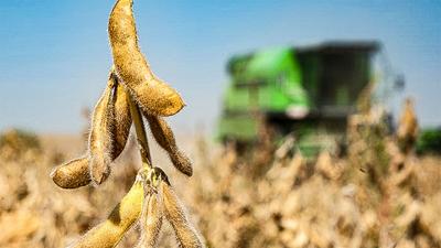 Soybeans with combine in background