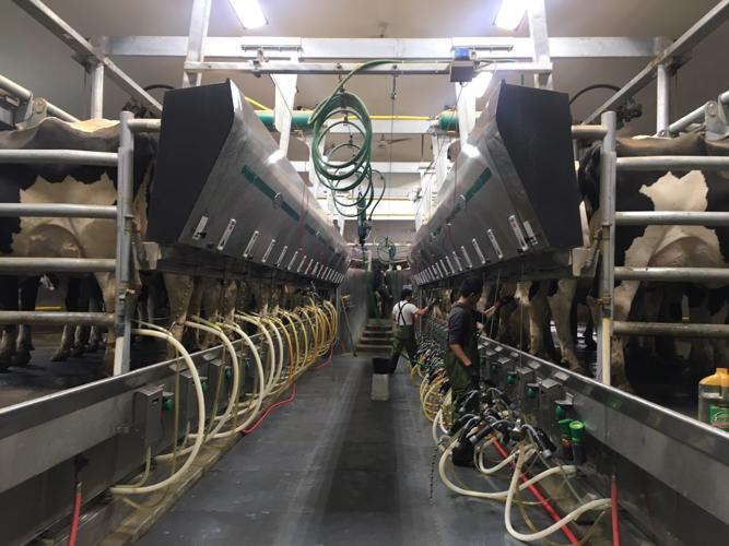 Milking parlor cont'd