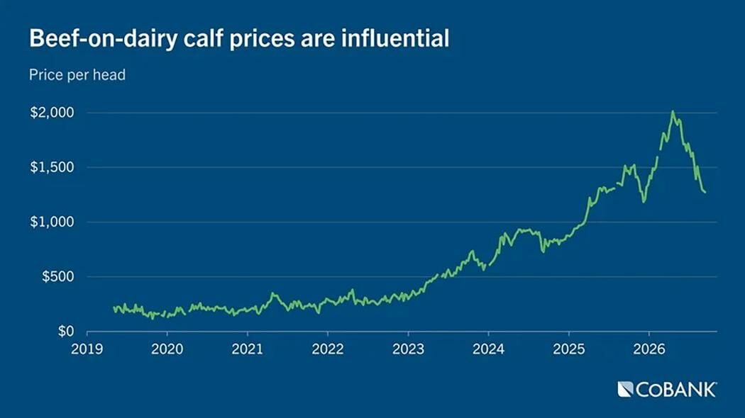 Calf prices