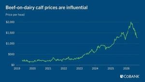 Calf prices