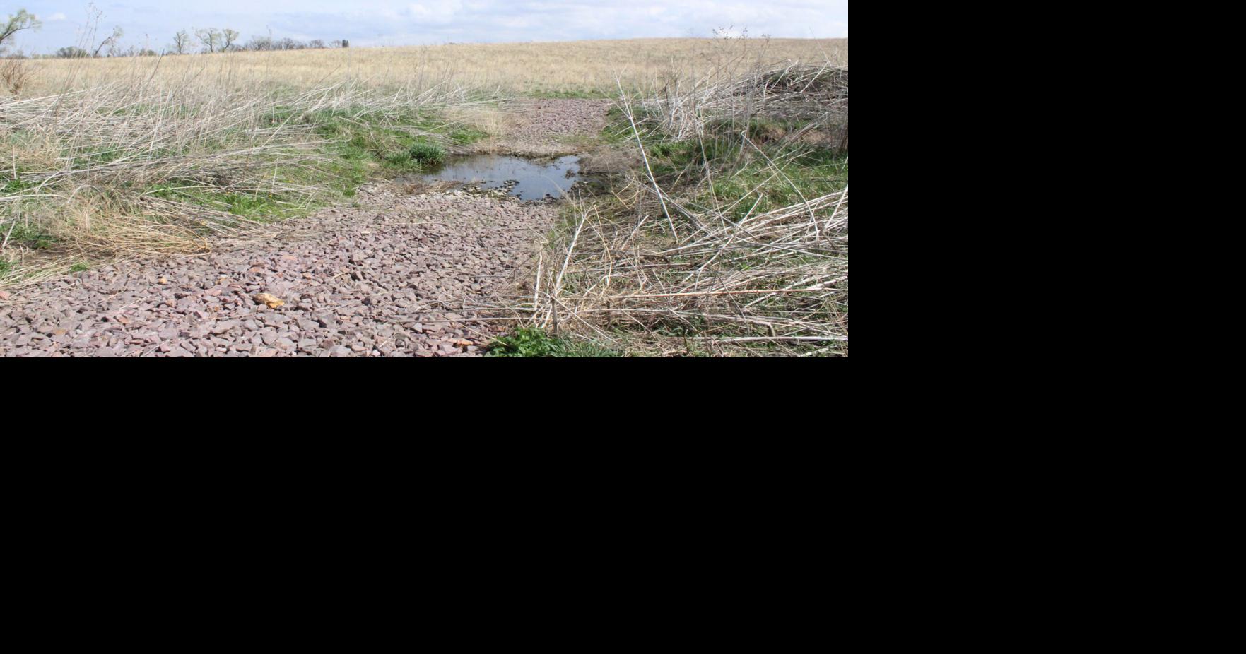 Grassland restoration (27).JPG