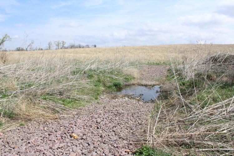 Grassland restoration (27).JPG
