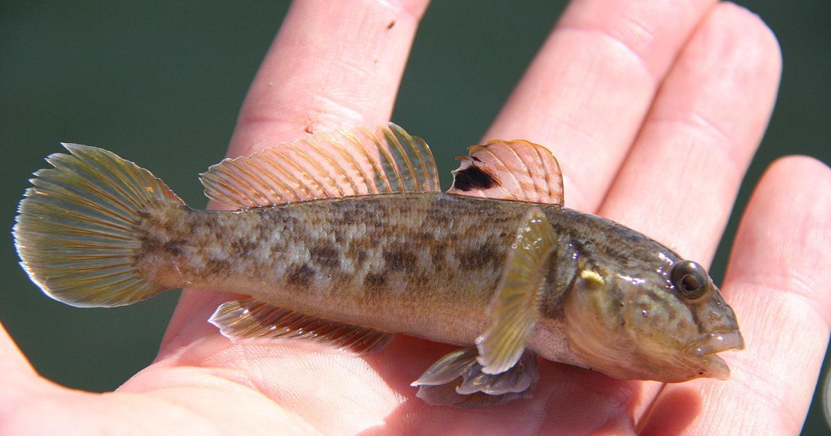 Beware of invasive species: round goby