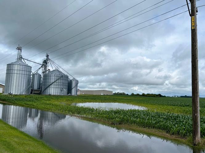 Flooded cornfield