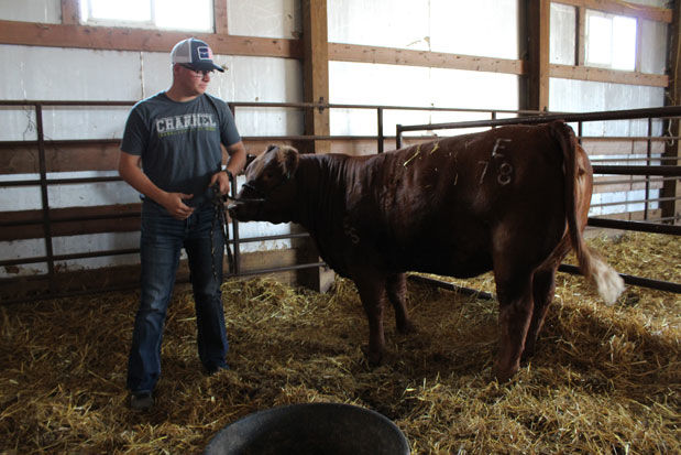 Show heifer