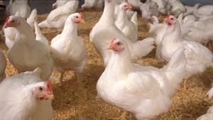 Fogging approach tested to reduce bird flu transmission