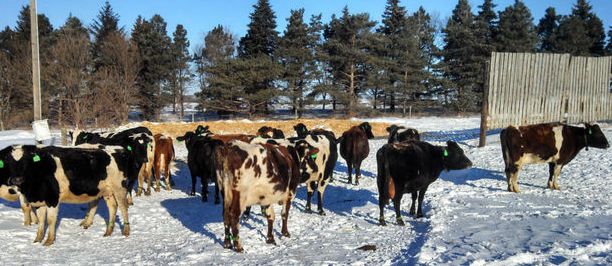 Cows outside with windbreak