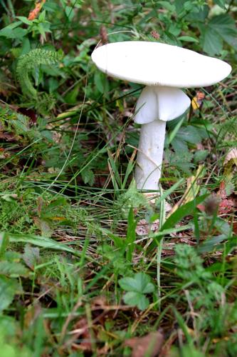 Mushroom