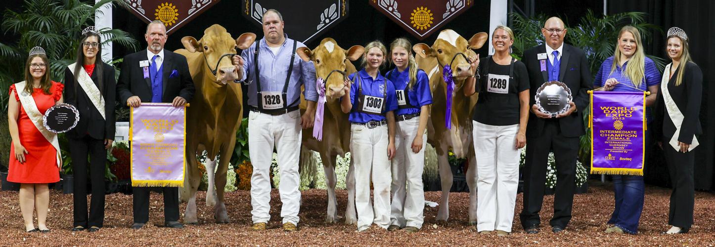 Intermediate champion and reserve intermediate champion of 2023 International Guernsey Show