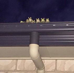 Frogs