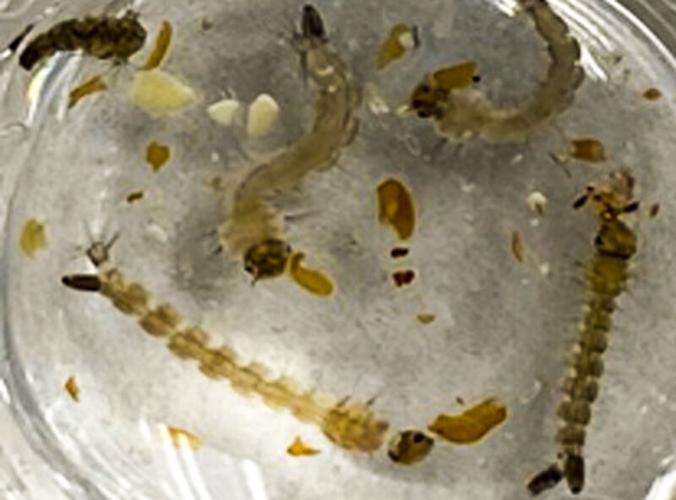 Mosquito larvae feeding on mustard seed meal