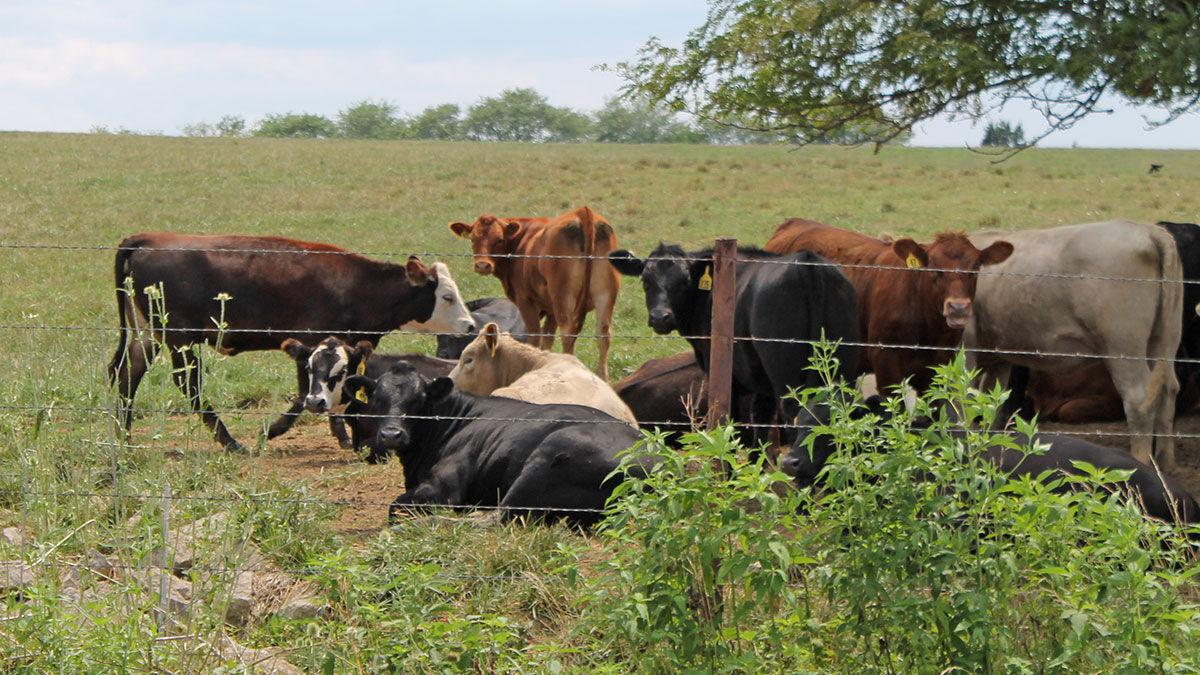 Missouri cattle