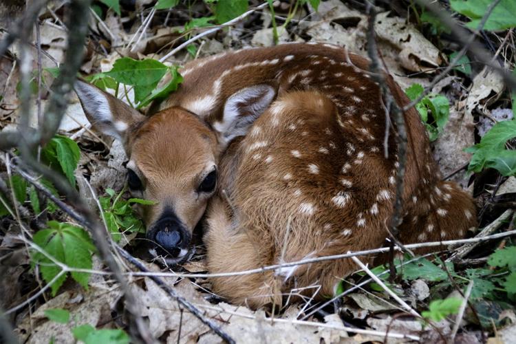Fawn deer