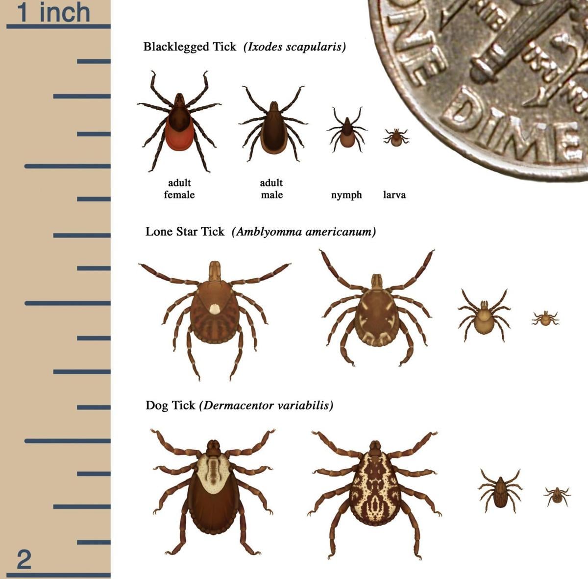 Tick comparison chart
